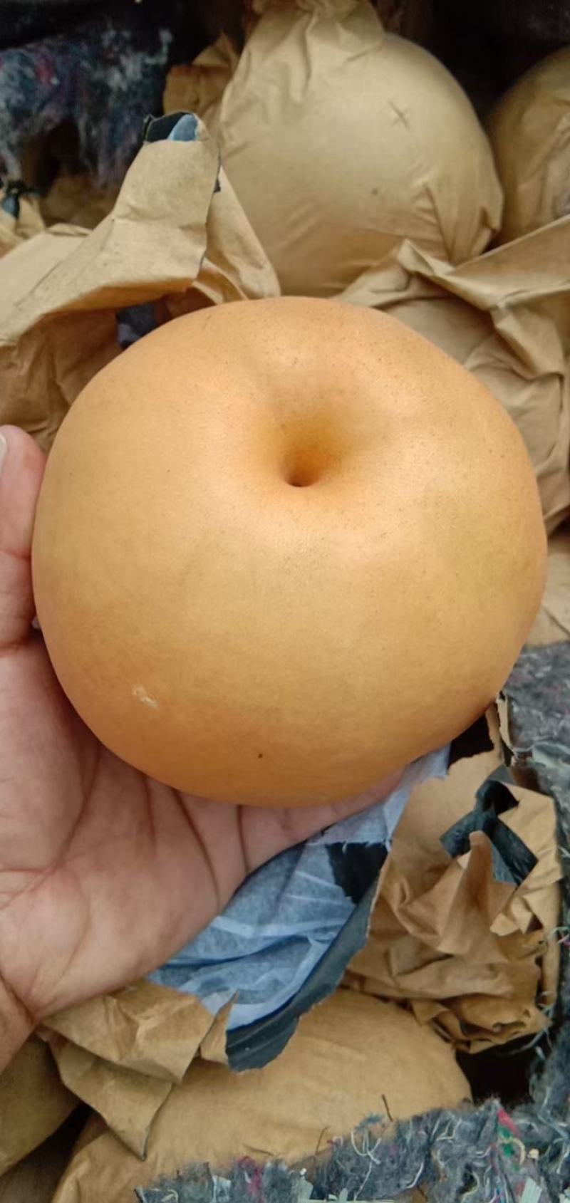 晚秋黄梨大量上市中，欢迎采购