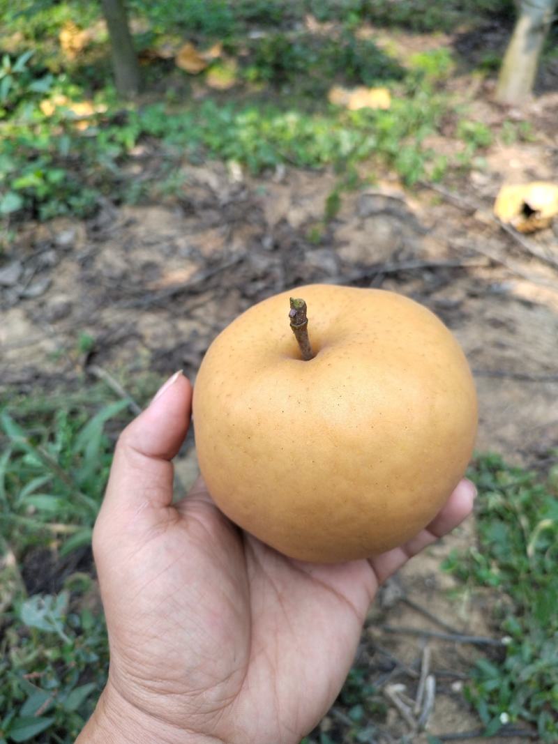 晚秋黄梨大量上市中，欢迎采购