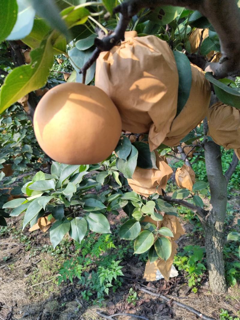 晚秋黄梨大量上市中，欢迎采购