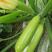 新早青一代西葫芦种子抗病结果能力强，亩产5000kg