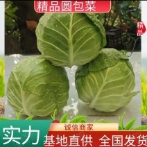 【现砍现卖】甘蓝圆包菜河北发货大量上市对接全国