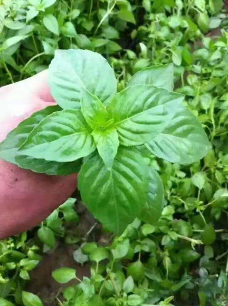 大叶荆芥种子抗病强烈高，口感好，经济效益好，商品性强