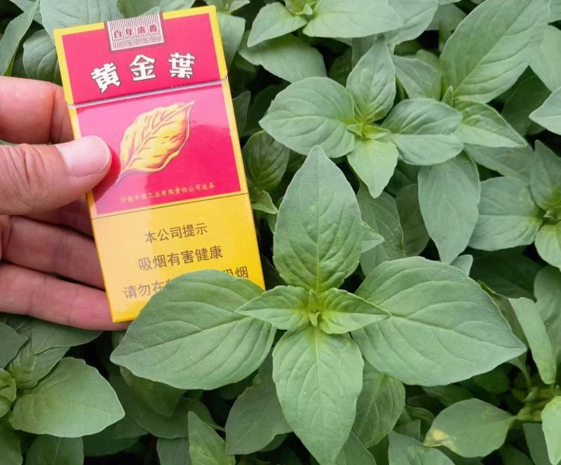 大叶荆芥种子抗病强烈高，口感好，经济效益好，商品性强