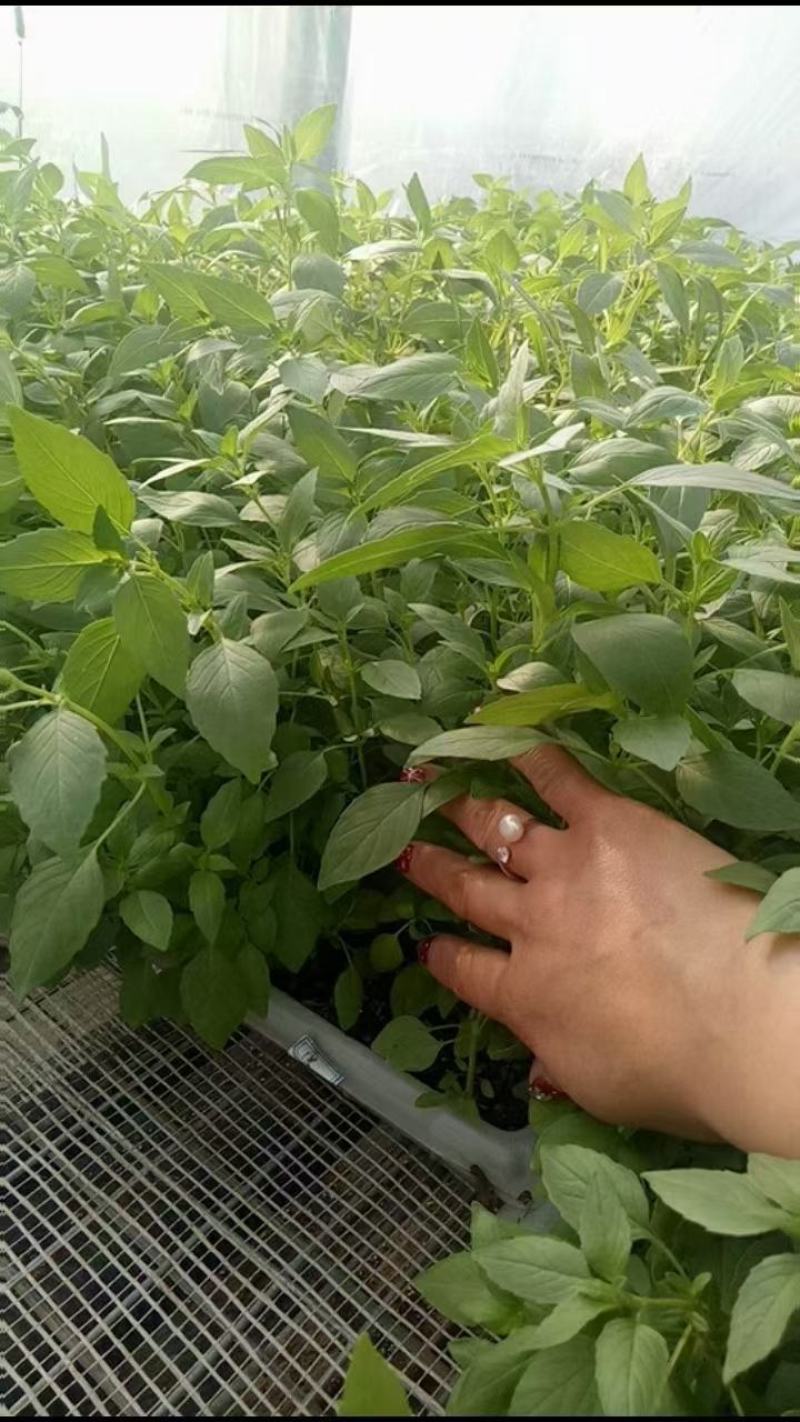 大叶荆芥种子抗病强烈高，口感好，经济效益好，商品性强