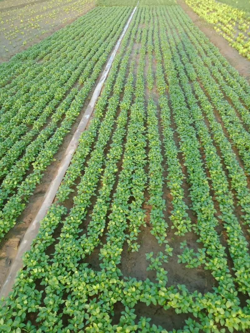 大叶荆芥种子抗病强烈高，口感好，经济效益好，商品性强