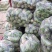 白萝卜大量上市，质量好，欢迎采购，长年，代收，代发，