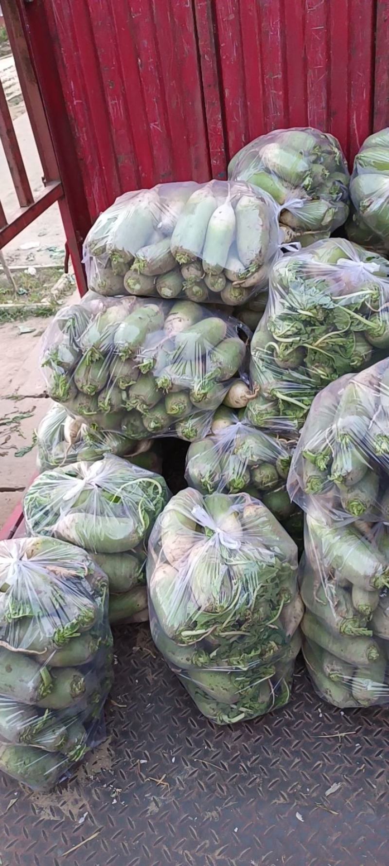 白萝卜大量上市，质量好，欢迎采购，长年，代收，代发，