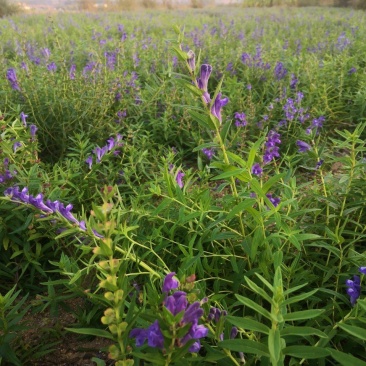 山东高含量黄芩苗
