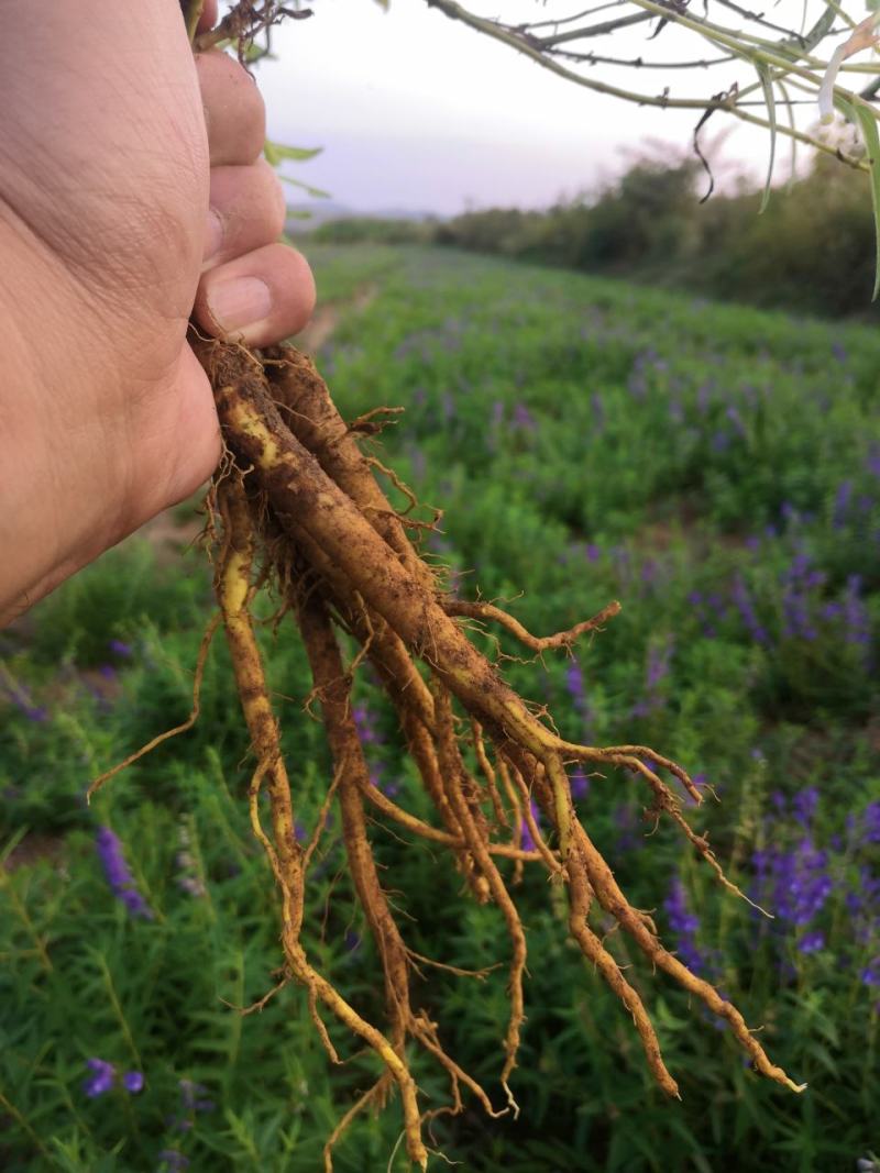 山东高含量黄芩苗