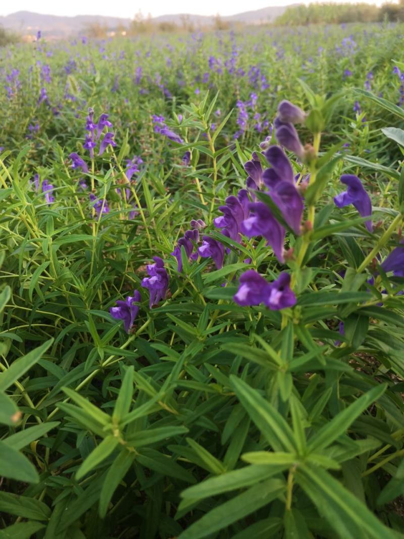 山东高含量黄芩苗