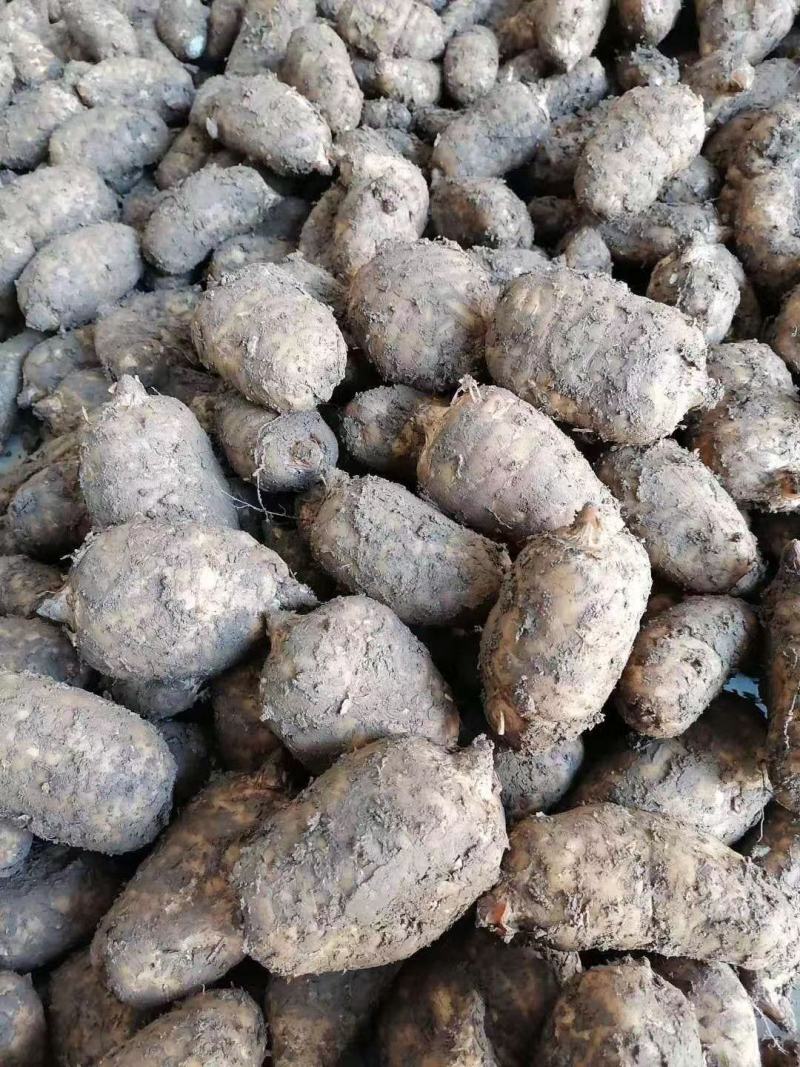 天麻新鲜天麻基地供应品质保证货源充足个头均匀物美价廉