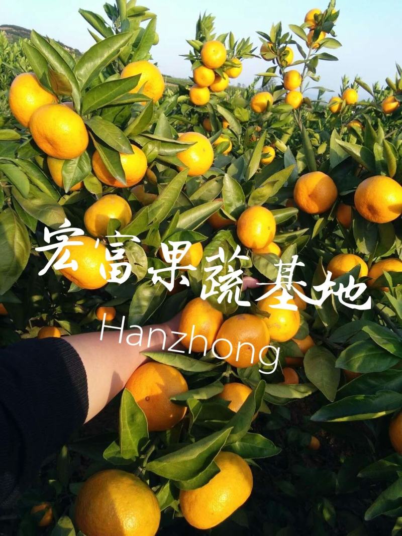 陕西城固桔子普早蜜橘规格齐全口感纯甜化渣