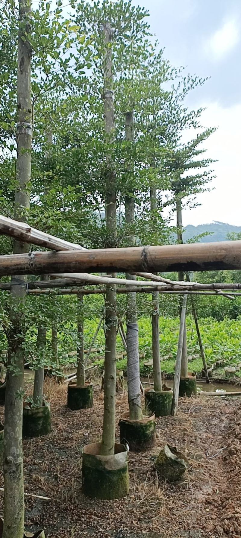 做冠小叶榄仁10/12公分