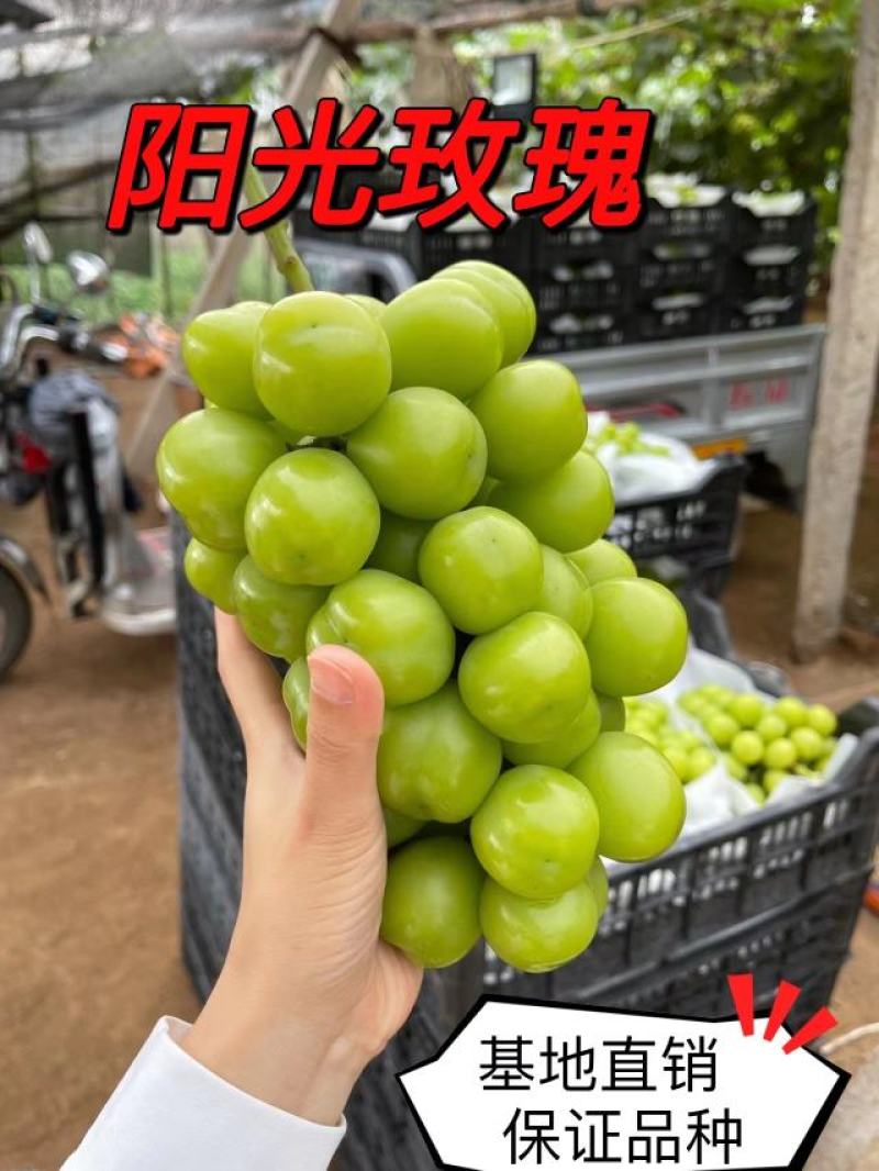 晴王葡萄苗贝达夏黑5bb3309根系嫁接苗