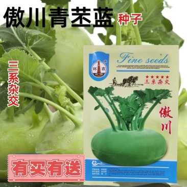 天津特菜傲川青苤兰种子水果绿苤蓝四季春季秋季种植户大面积