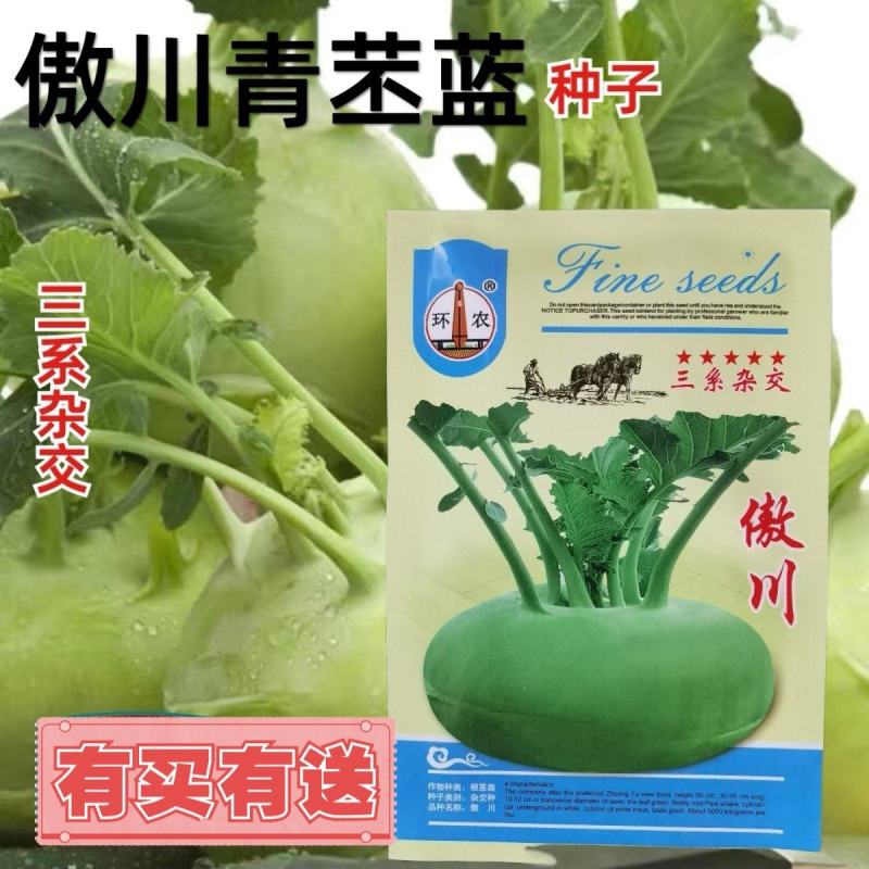 天津特菜傲川青苤兰种子水果绿苤蓝四季春季秋季种植户大面积