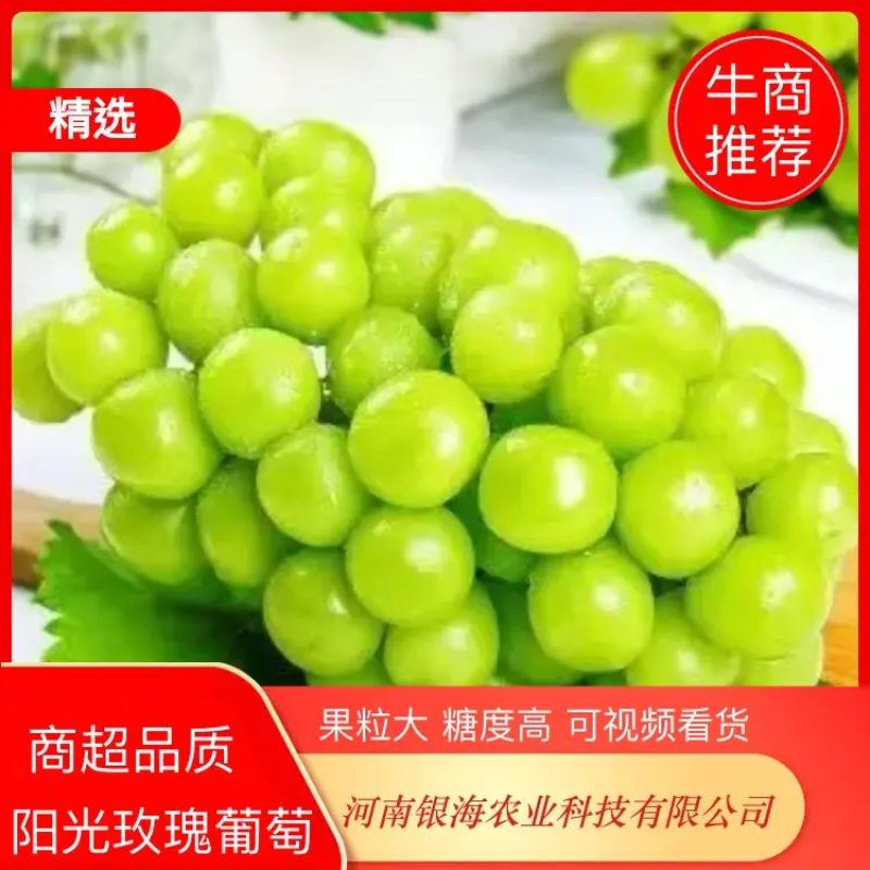 【精品阳光玫瑰】50亩冷棚阳光玫瑰，糖度18以上果型漂亮