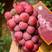 妮娜皇后葡萄苗大果粒耐寒抗涝耐湿热抗病性强葡萄的高端品种