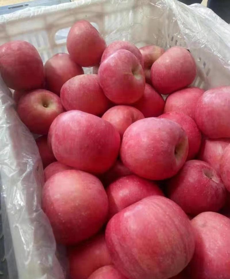 精品红富士苹果苹果上市一手货源全国发货