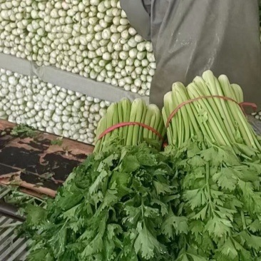 精品西芹