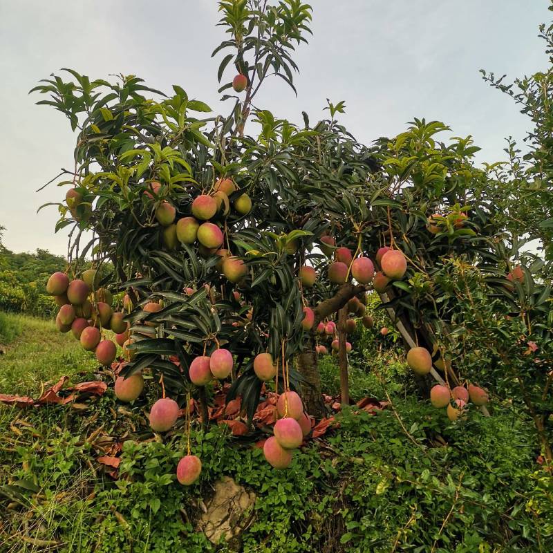 芒果