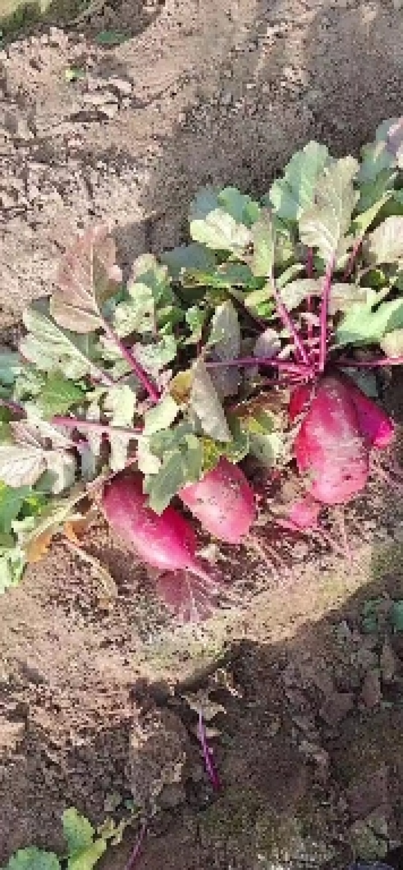 潍坊精品富硒凤梨萝卜，紫美人萝卜，基地直供，电商一件代发
