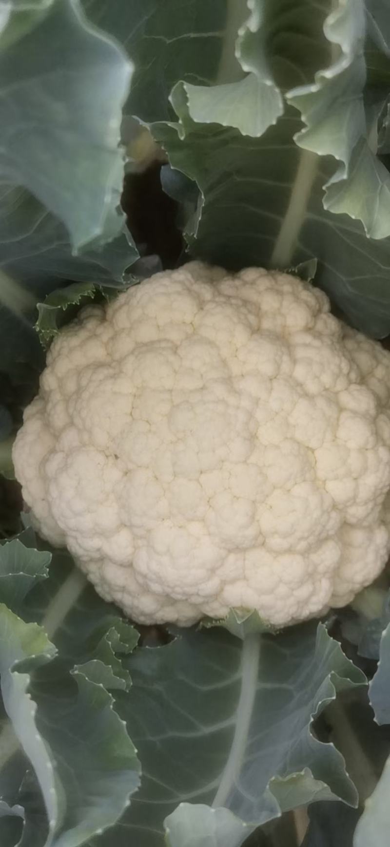 有机花大量供应商超和超市等各大平台销售，价格不高，质量够