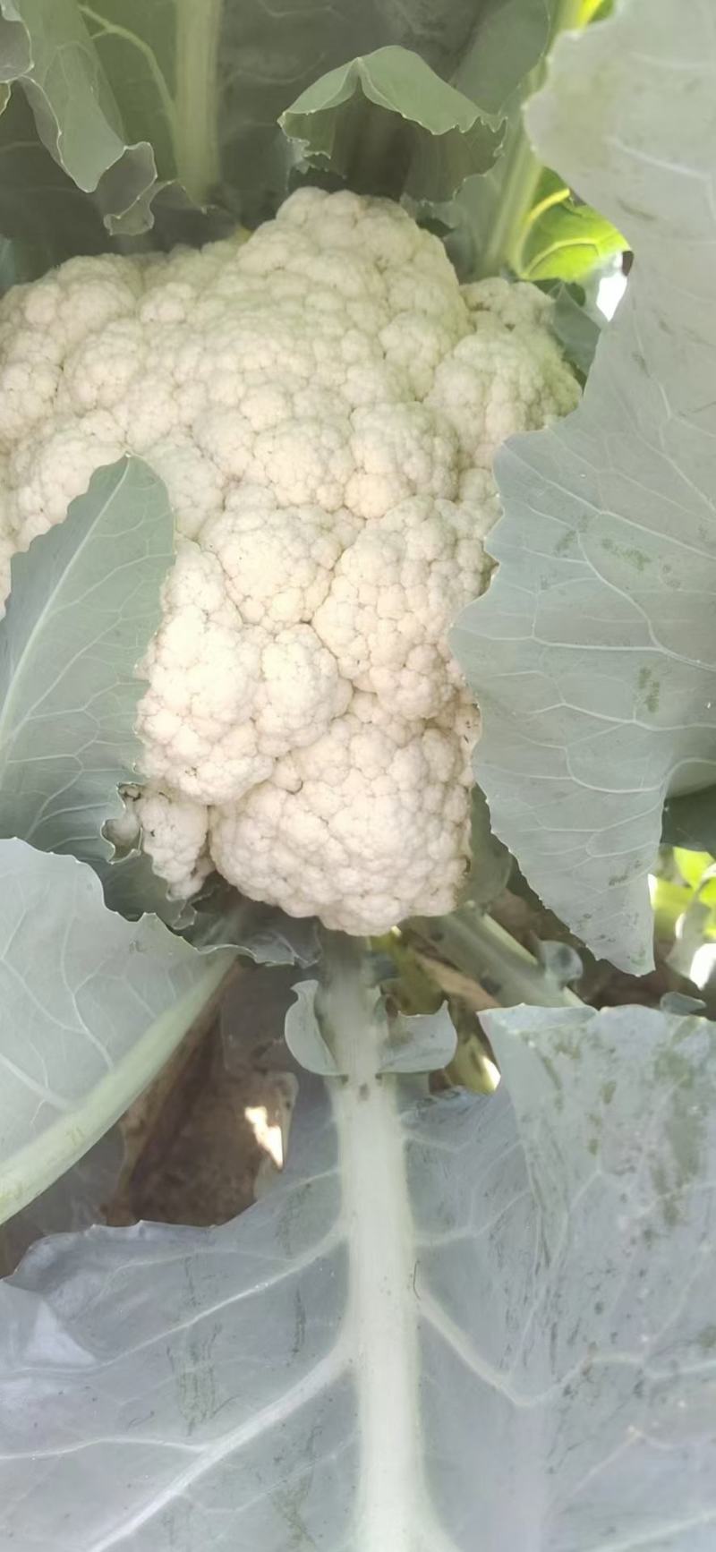 有机花大量供应商超和超市等各大平台销售，价格不高，质量够