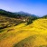 高山有机大米