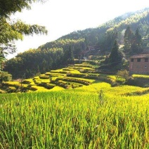 高山有机大米
