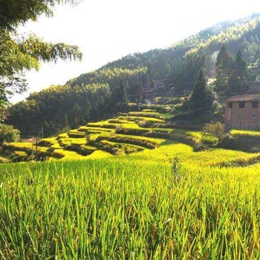 高山有机大米
