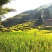 高山有机大米