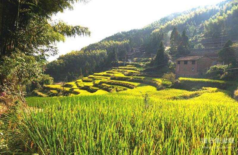 高山有机大米