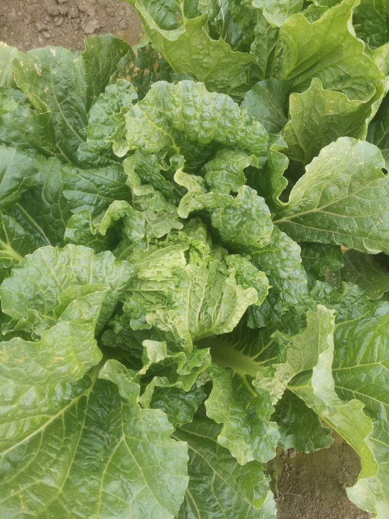 出售白菜