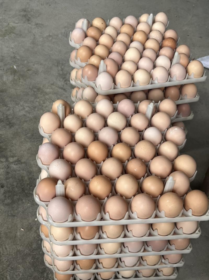 13天活珠子蛋农家土鸡蛋，味道鲜美，口感细腻光滑，营养