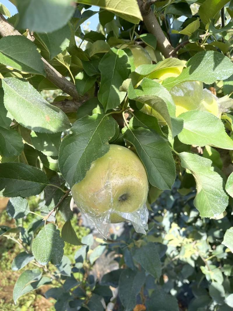王林苹果水蜜桃绿色苹果脆甜一件代发电商团购抖音直播快团团