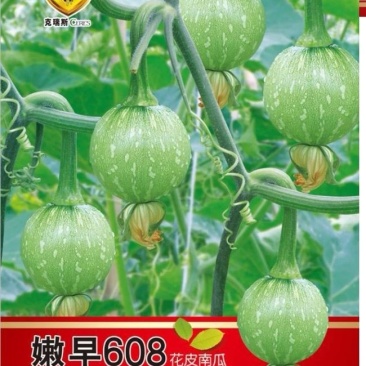 早熟小南瓜种子嫩早608瓜圆色靓结得多品质好