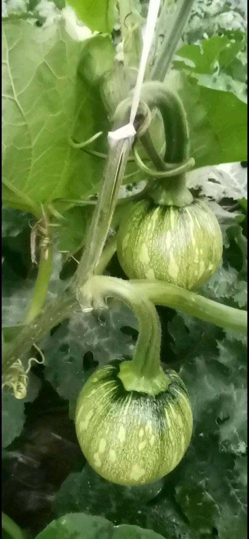 早熟小南瓜种子嫩早608瓜圆色靓结得多品质好