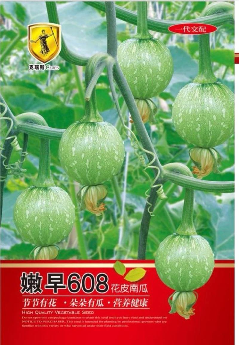 早熟小南瓜种子嫩早608瓜圆色靓结得多品质好