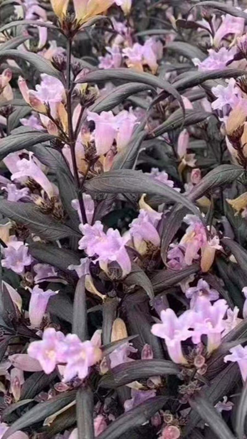 紫叶马兰苗【马兰花属于多年生小權木纵丰花品种】