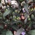 紫叶马兰苗【马兰花属于多年生小權木纵丰花品种】