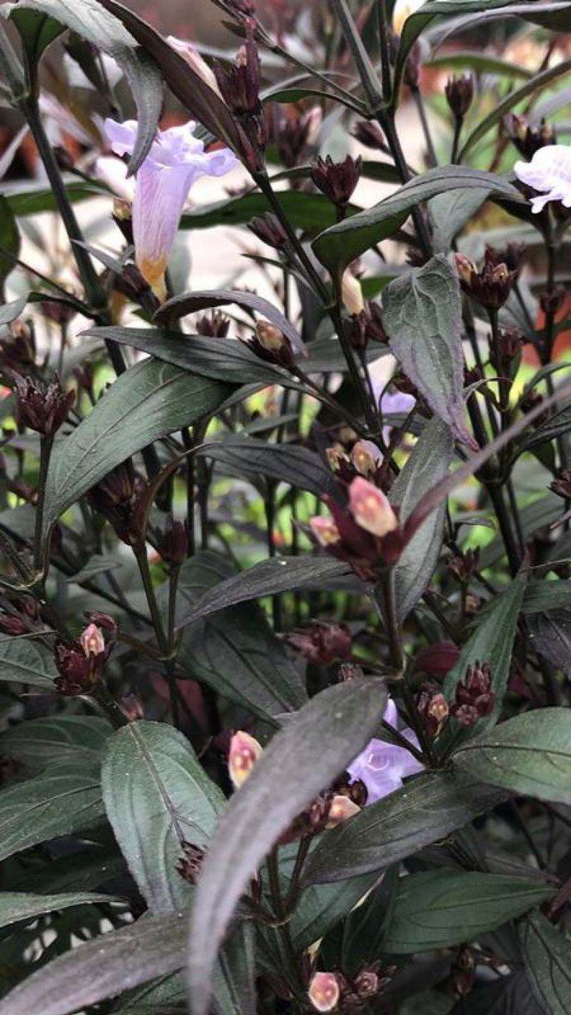 紫叶马兰苗【马兰花属于多年生小權木纵丰花品种】