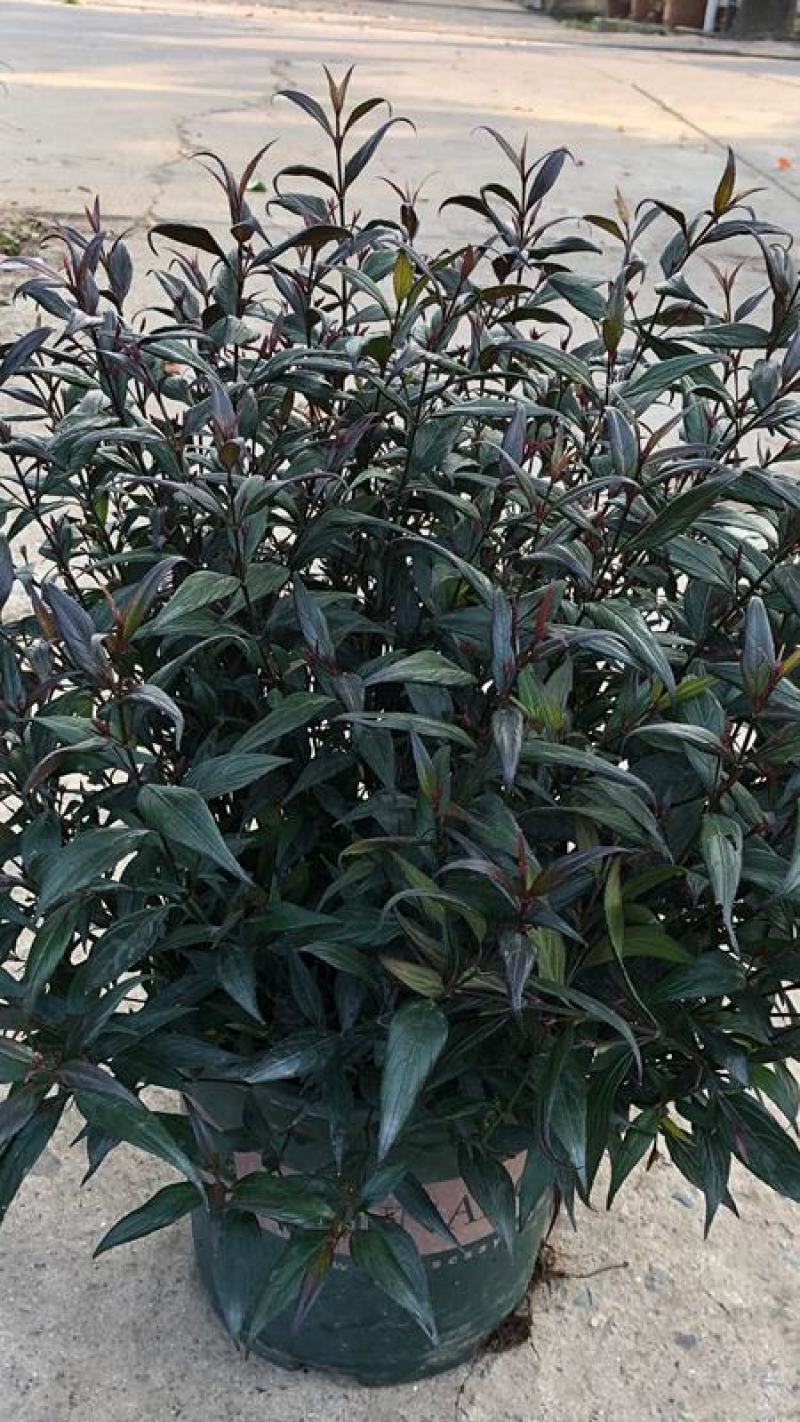 紫叶马兰苗【马兰花属于多年生小權木纵丰花品种】