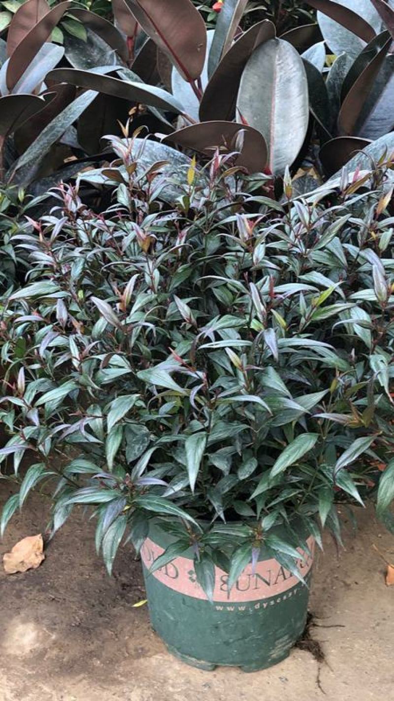 紫叶马兰苗【马兰花属于多年生小權木纵丰花品种】