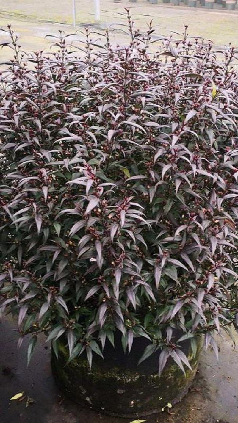 紫叶马兰苗【马兰花属于多年生小權木纵丰花品种】