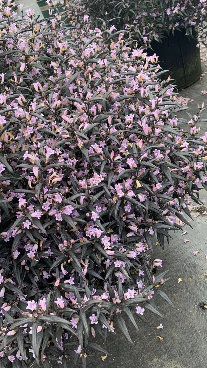 紫叶马兰苗【马兰花属于多年生小權木纵丰花品种】