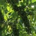 山苍子种苗江西高含量山苍子优选种苗