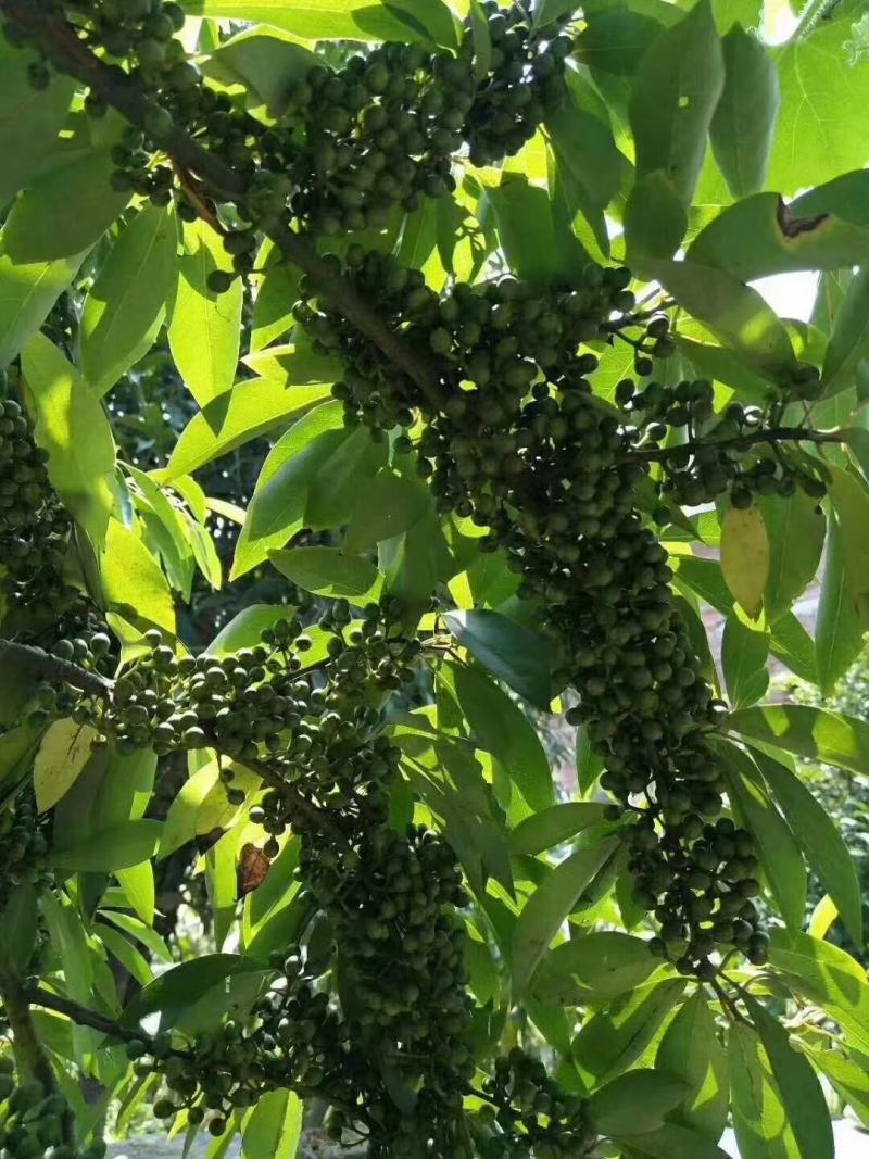 山苍子种苗江西高含量山苍子优选种苗