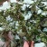 山苍子种苗江西高含量山苍子优选种苗