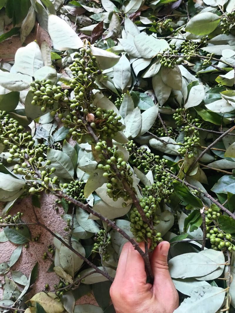 山苍子种苗江西高含量山苍子优选种苗